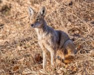 CoyoteGrass-290.jpg