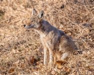 CoyoteGrass-291.jpg