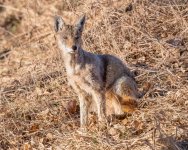 CoyoteGrass-293.jpg