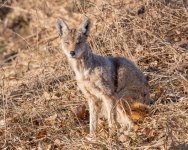 CoyoteGrass-294.jpg