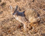 CoyoteGrass-295.jpg