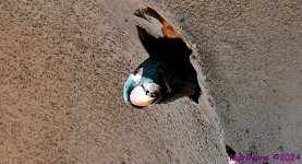 DSC_0863_001.JPG