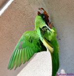 DSC_0866_001.JPG