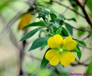DSC_0993_001.JPG