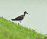 DSC_1009_001.JPG
