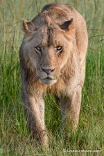 lion exposure tours.JPG
