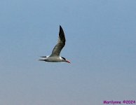 DSC_2205_001.JPG