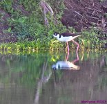 DSC_1021_001.JPG