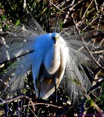 DSC_1094_001.JPG