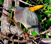 DSC_1148_001.JPG