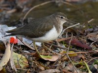Sandpiper.jpg