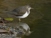 Sandpiper5.jpg
