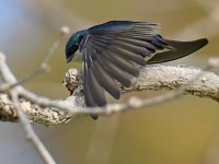 Swallow6.jpg