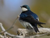 Swallow5.jpg