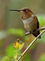 Hummer.jpg