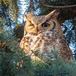 OwlSleepy-302.jpg
