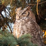 OwlSleepy-303.jpg