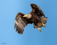EagleFlight-301.jpg