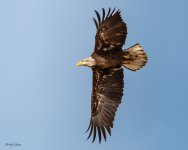 EagleFlight-303.jpg