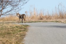 CoyoteTrail-303.jpg