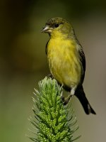 Goldfinch2.jpg