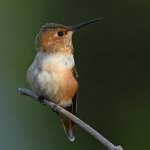 Hummer4.jpg