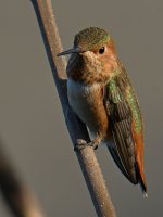 Hummer10.jpg