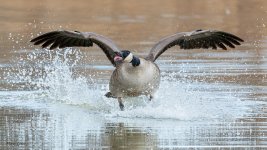 GeeseWild-305.jpg