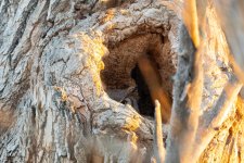 OwlCavity-305.jpg