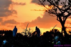 DSC_1377_001.JPG