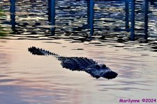 DSC_1379_001.JPG