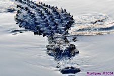 DSC_1391_001.JPG