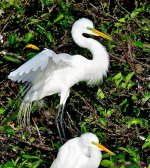 DSC_1468_001.JPG
