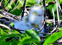 DSC_1536_001.JPG