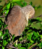 DSC_1570_001.JPG