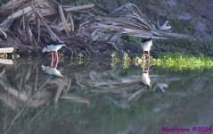 DSC_1593_001.JPG