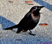 DSC_1649_001.JPG