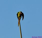DSC_1739_001.JPG