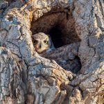 OwlHole-305.jpg