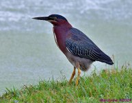 DSC_1800_001.JPG