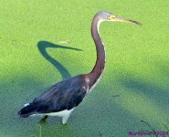 DSC_1828_001.JPG