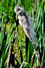 DSC_1916_001.JPG