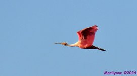 DSC_2018_001.JPG