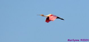 DSC_2019_001.JPG