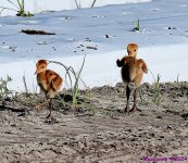 DSC_2186_001.JPG