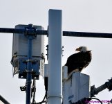 DSC_2232_001.JPG