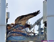 DSC_2247_001.JPG