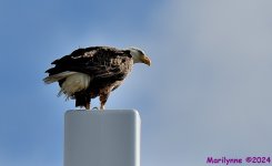 DSC_2286_001.JPG