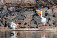 PelicansCrazy-306.jpg