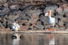 PelicansCrazy-307.jpg